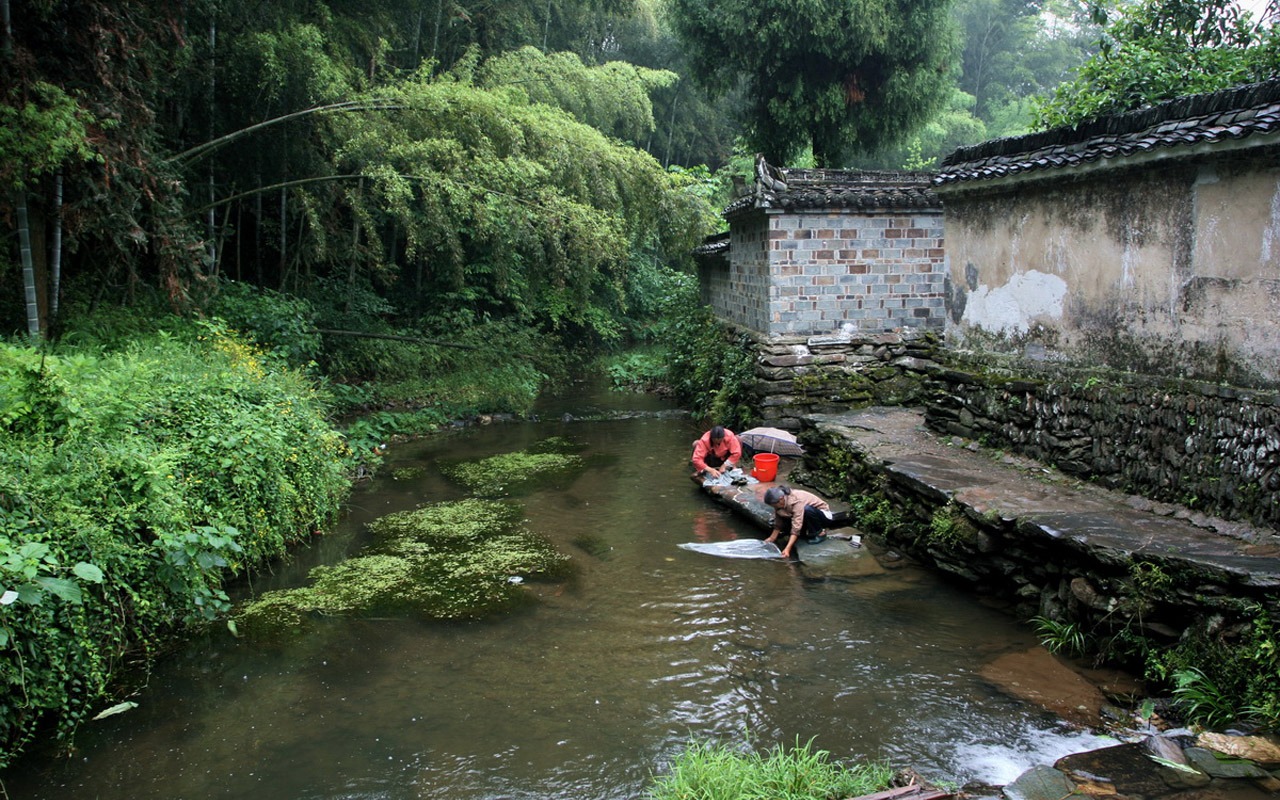 Wuyuan in the rain line (Minghu Metasequoia works) #6 - 1280x800
