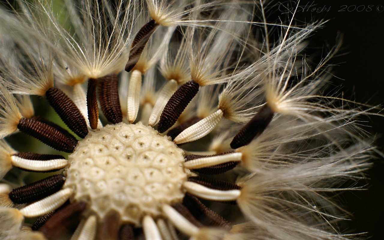 Individualita design wallpaper #17 - 1280x800