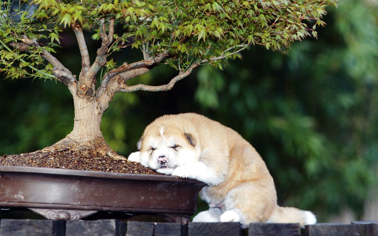 動物精彩瞬間壁紙 #12 - 1280x800