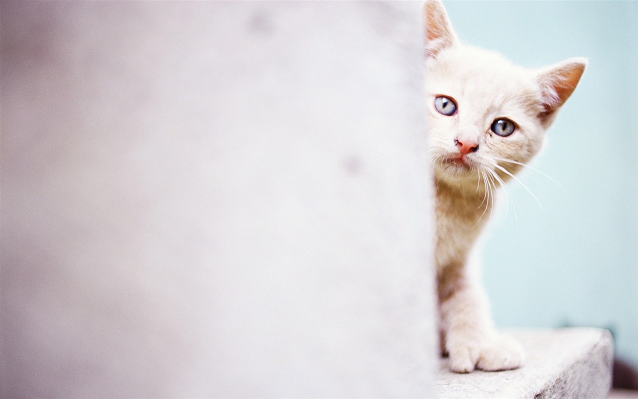 動物精彩瞬間壁紙 #15 - 1280x800