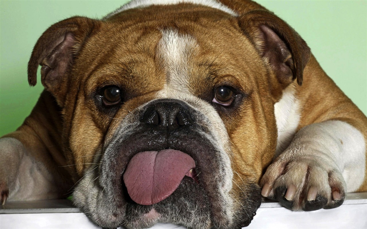 動物精彩瞬間壁紙 #31 - 1280x800