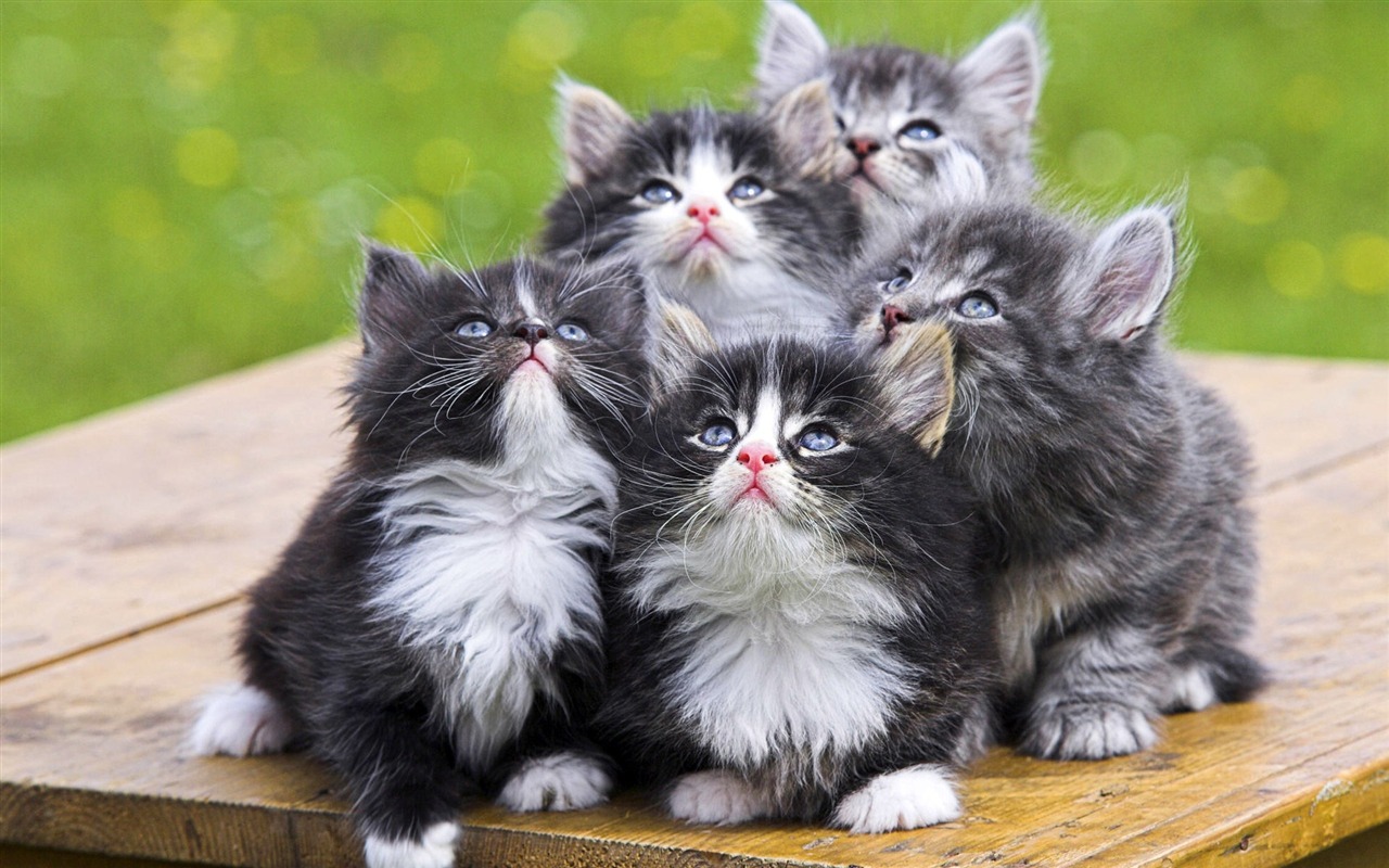 動物精彩瞬間壁紙 #32 - 1280x800