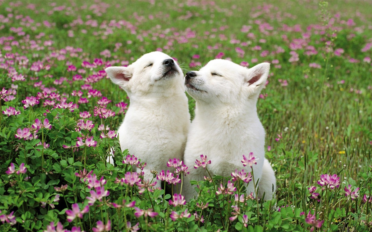 動物精彩瞬間壁紙 #36 - 1280x800