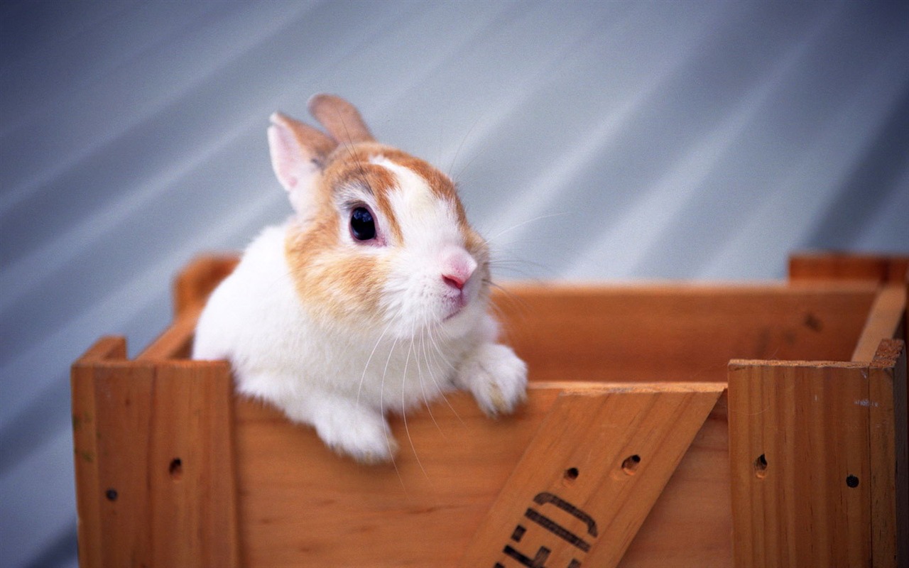 Cute little bunny wallpaper #1 - 1280x800