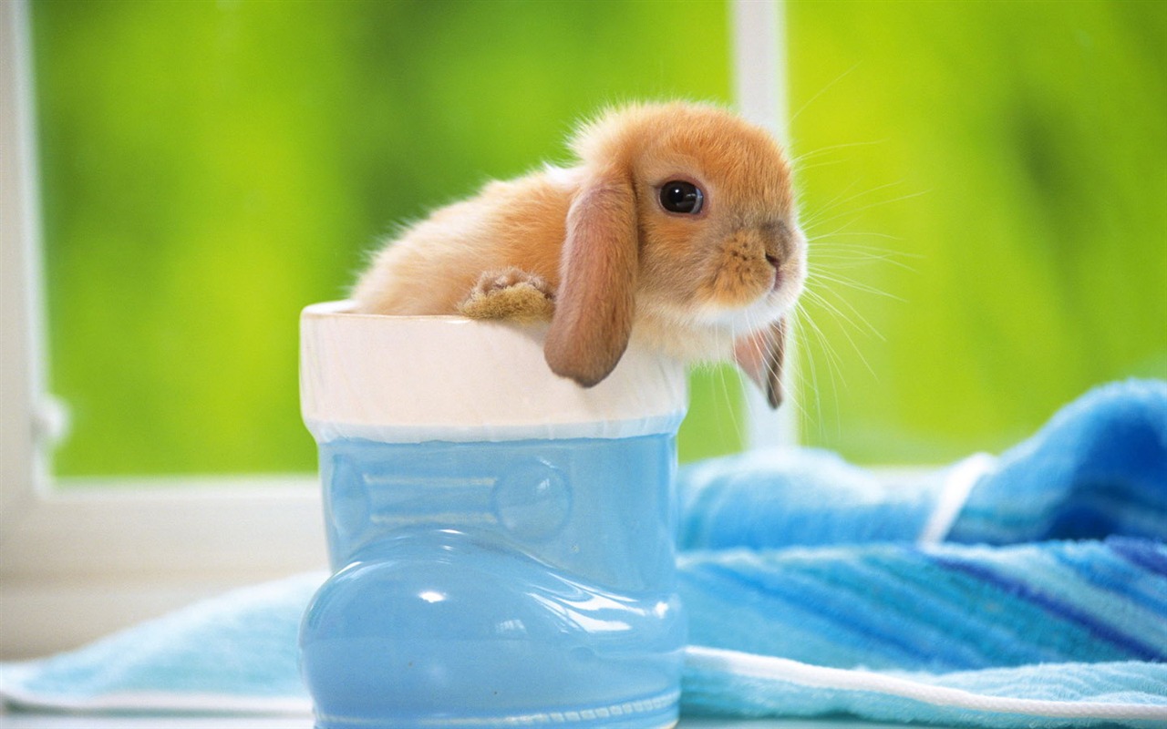 Cute little bunny wallpaper #4 - 1280x800