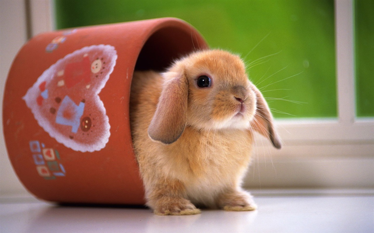 Cute little bunny wallpaper #6 - 1280x800