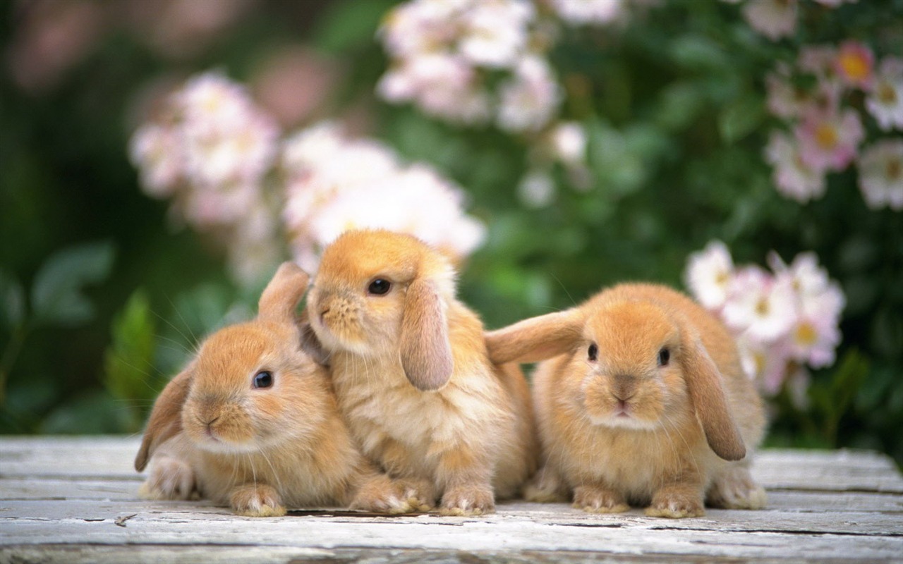 Cute little bunny wallpaper #7 - 1280x800