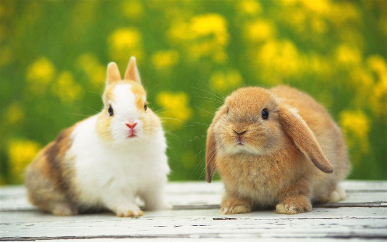 Cute little bunny Tapete #8 - 1280x800