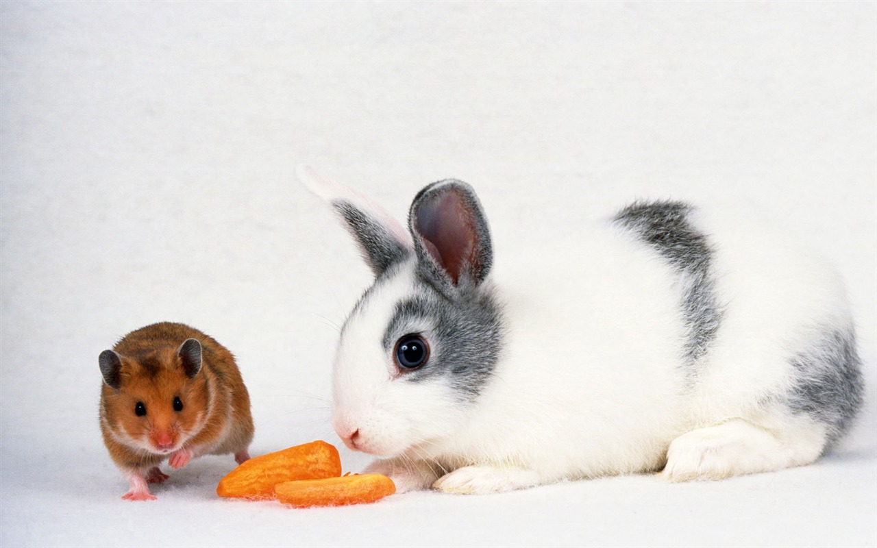 Cute little bunny wallpaper #10 - 1280x800