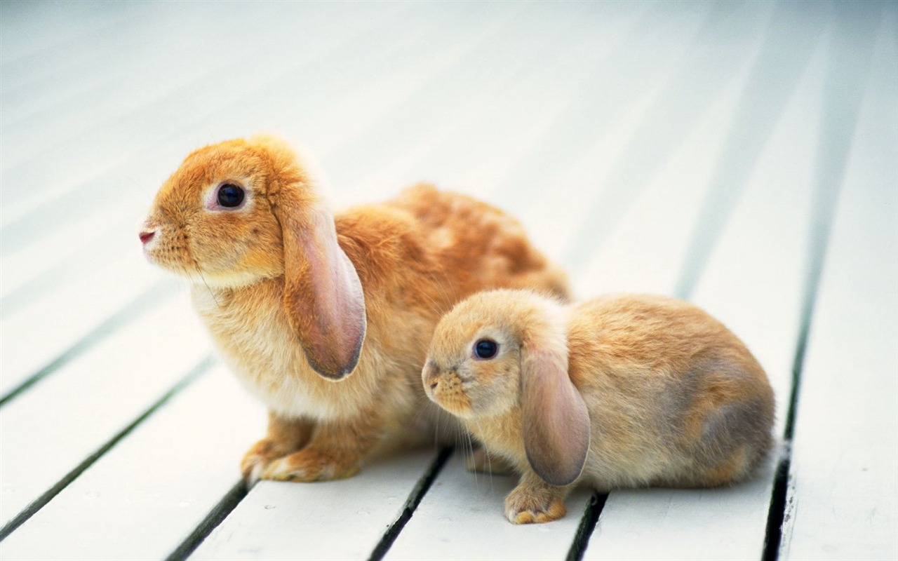 Cute little bunny wallpaper #11 - 1280x800