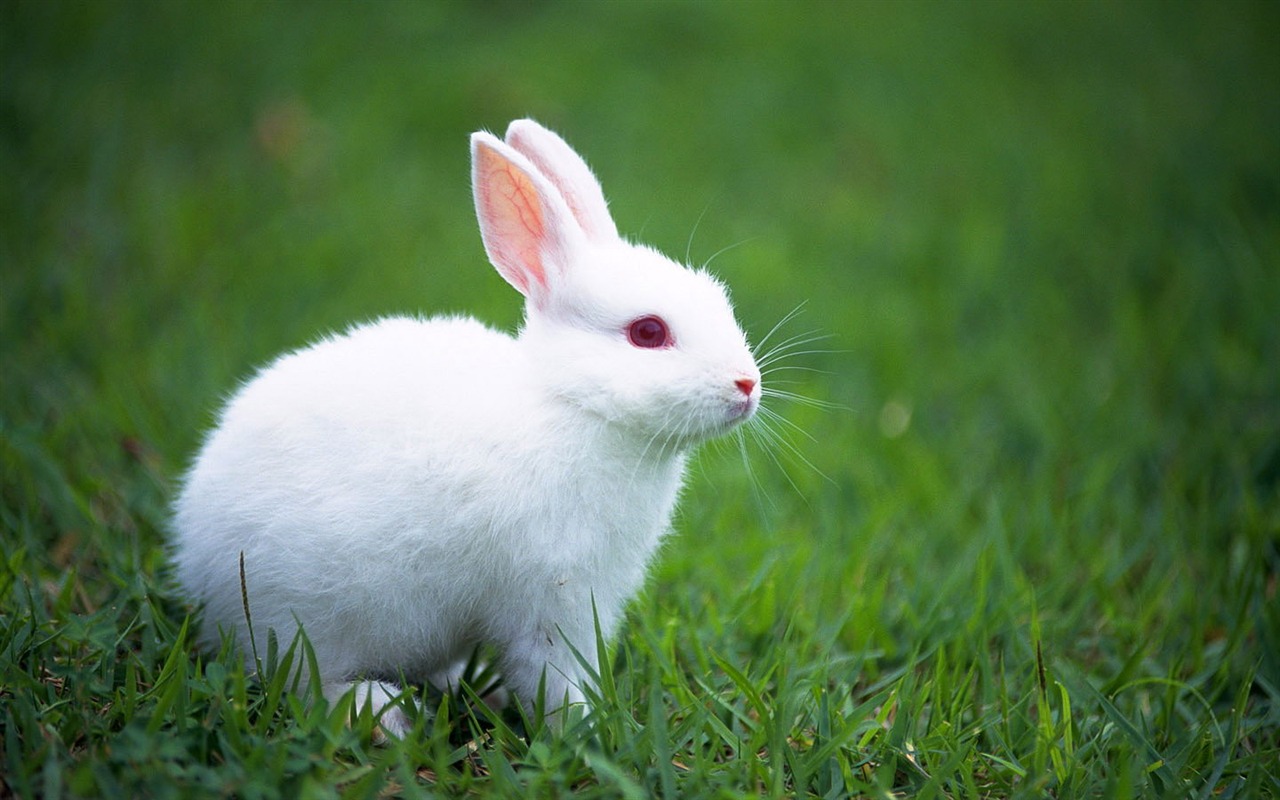 Cute little bunny wallpaper #12 - 1280x800