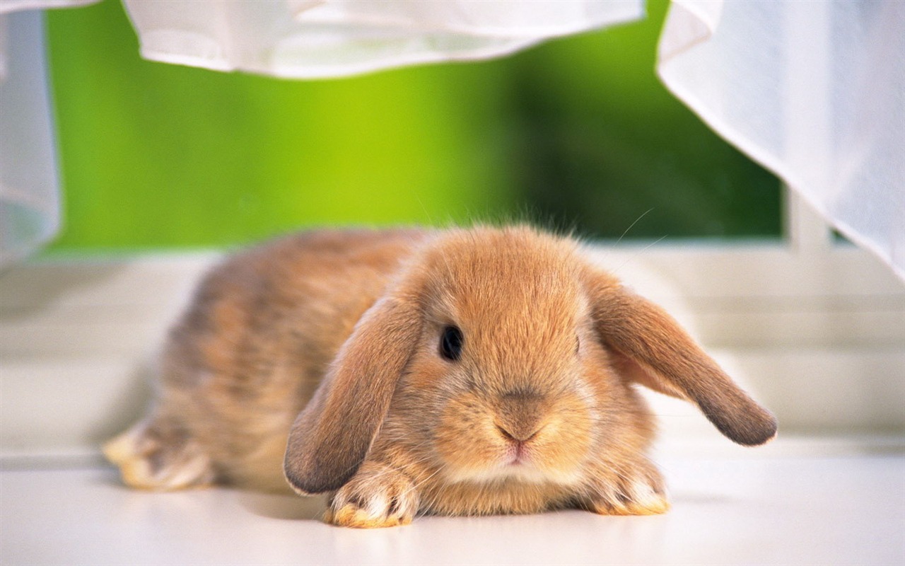 Cute little bunny wallpaper #14 - 1280x800