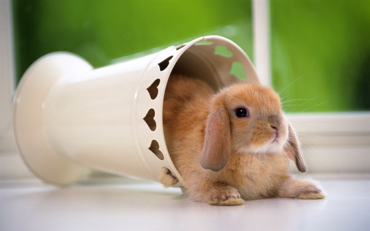 Cute little bunny wallpaper #15 - 1280x800