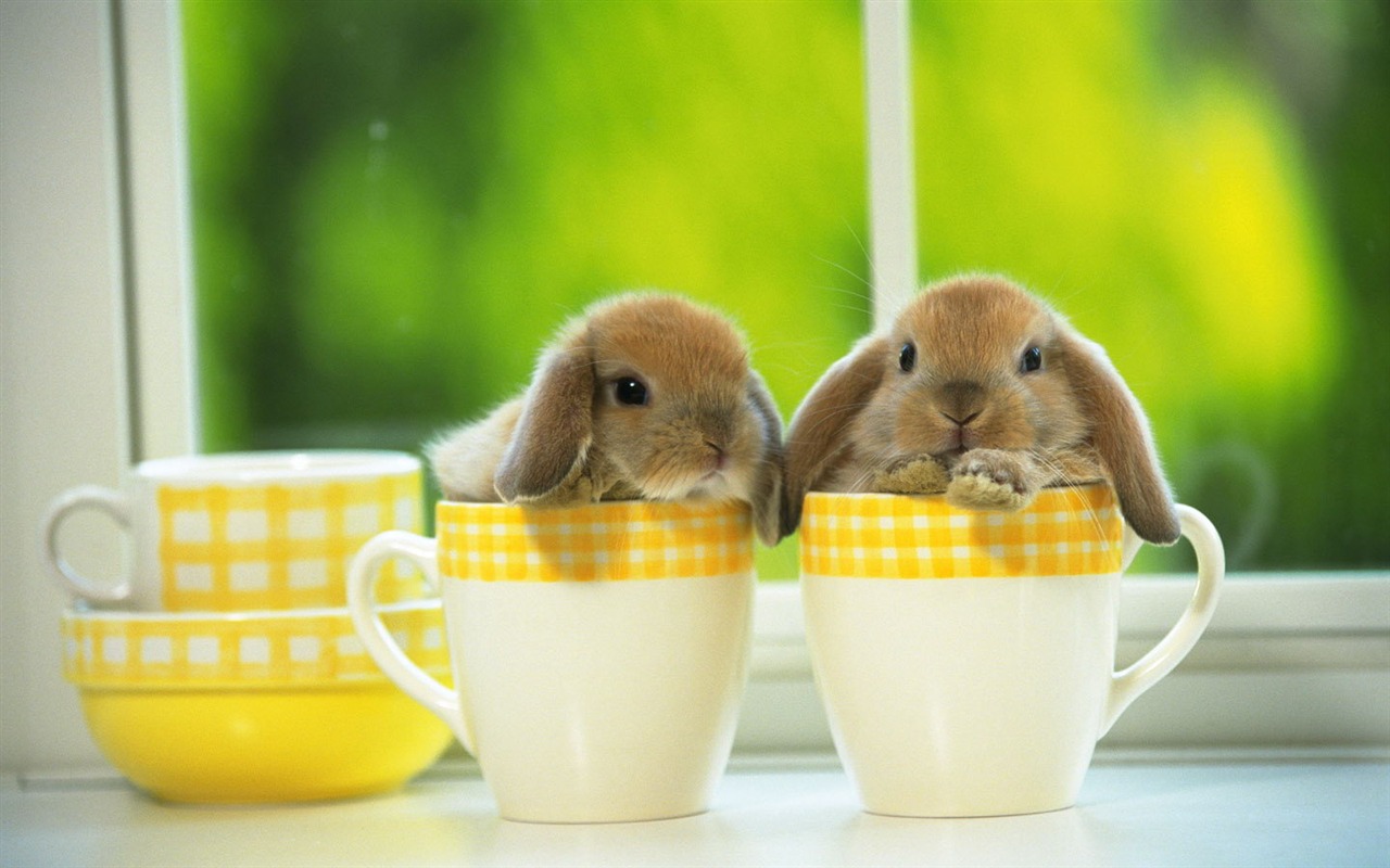 Cute little bunny wallpaper #17 - 1280x800