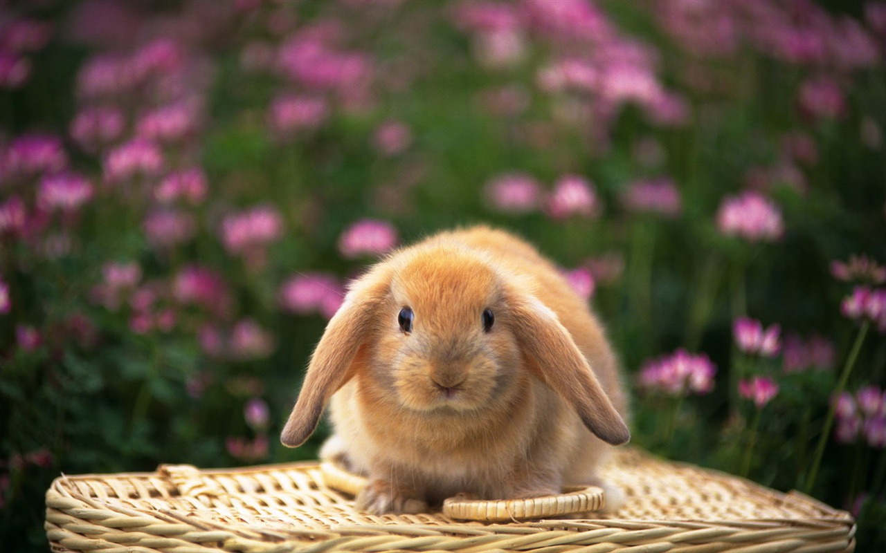 Cute little bunny wallpaper #18 - 1280x800