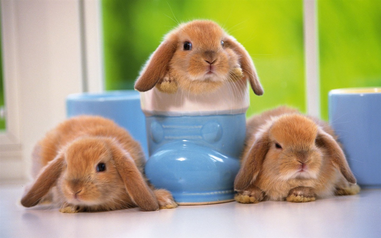 Cute little bunny wallpaper #19 - 1280x800