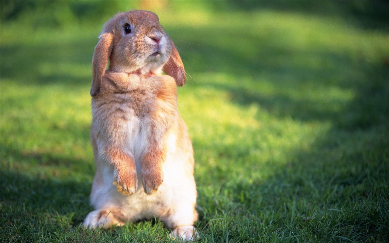 Cute little bunny wallpaper #22 - 1280x800