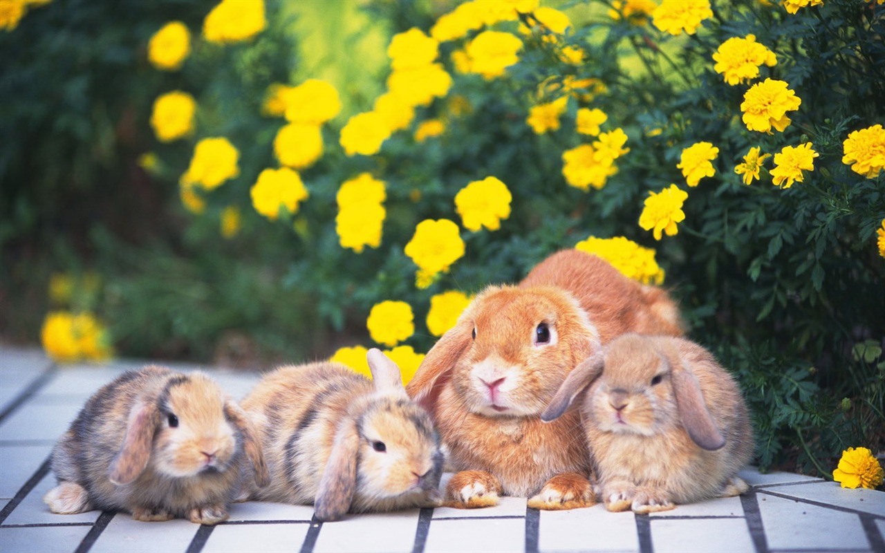 Cute little bunny Tapete #24 - 1280x800