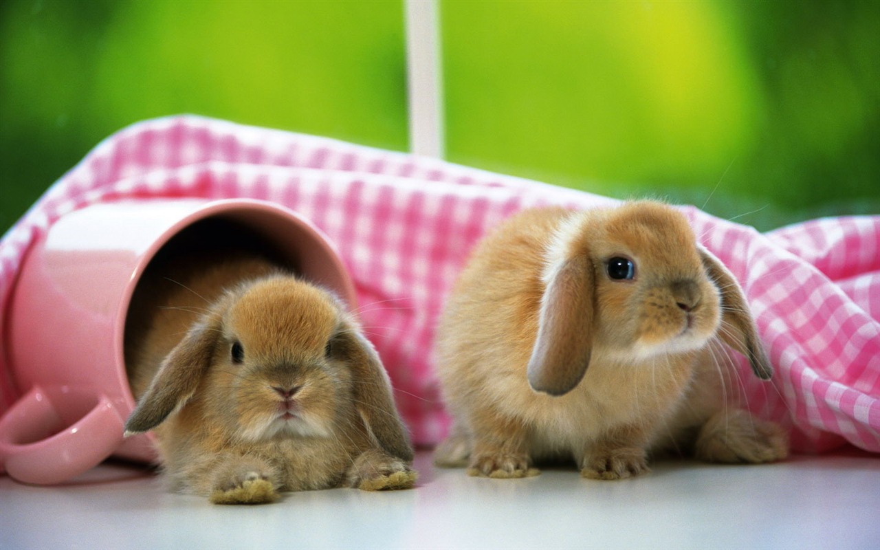 Cute little bunny Tapete #26 - 1280x800