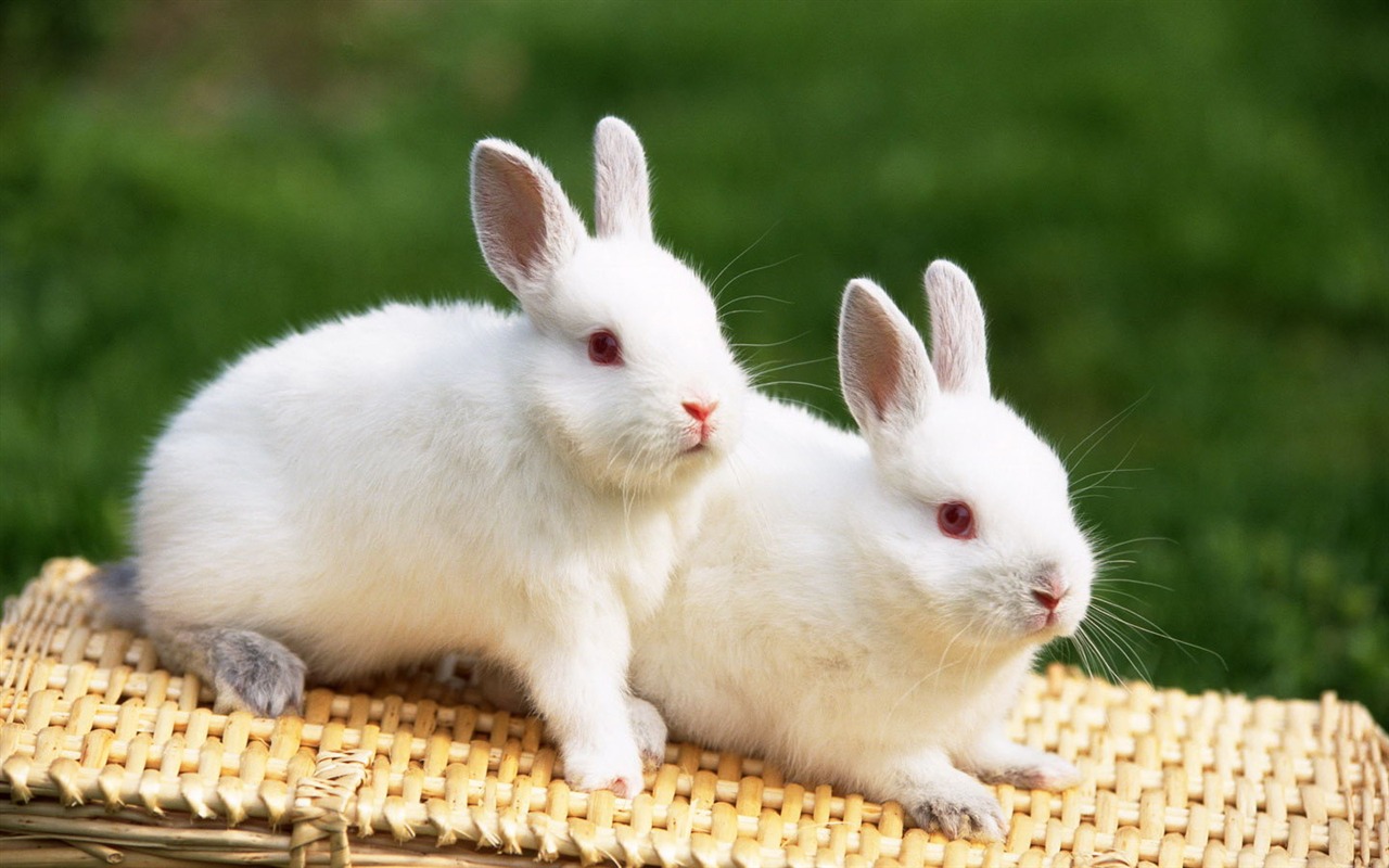 Cute little bunny wallpaper #27 - 1280x800