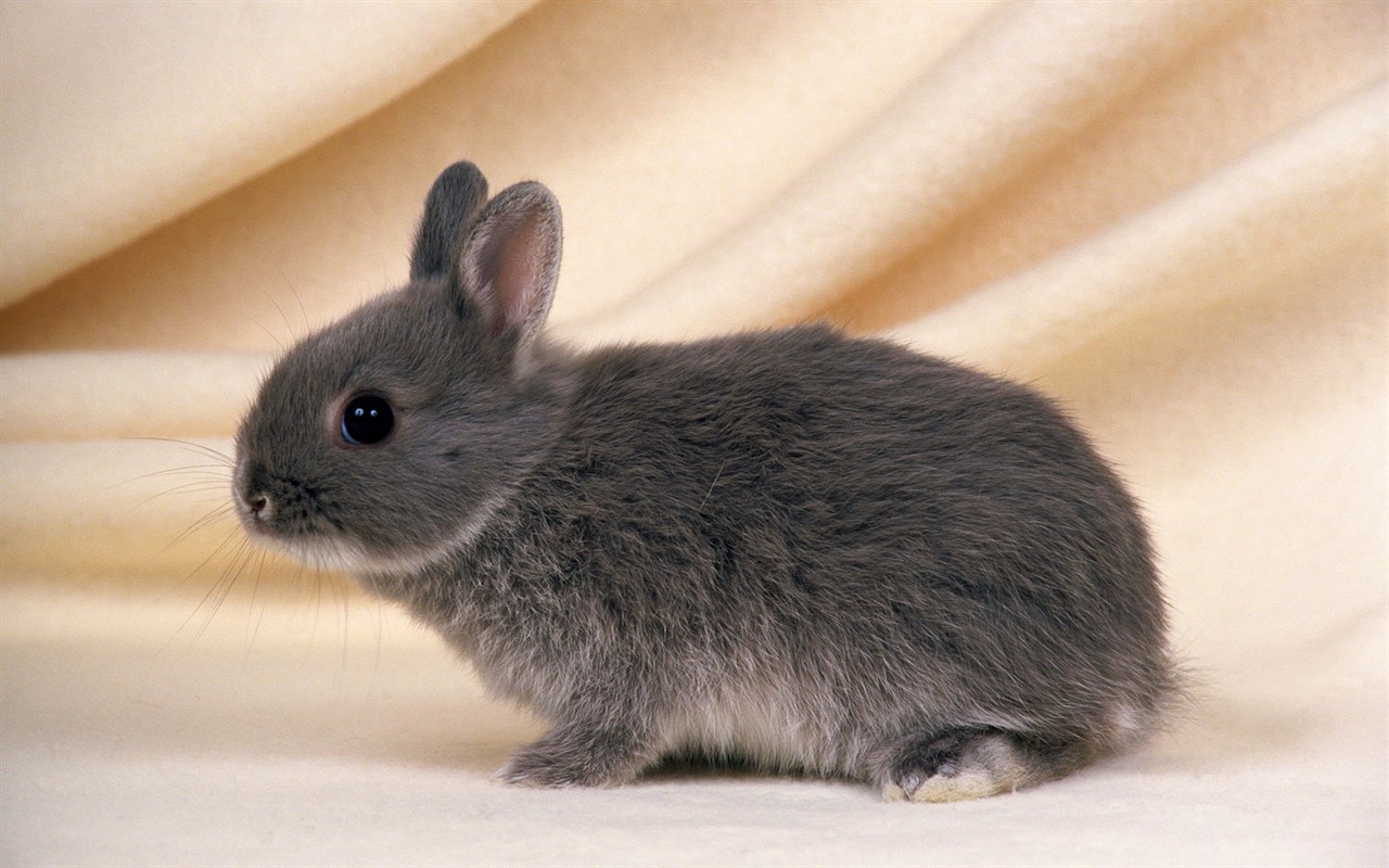 Cute little bunny Tapete #30 - 1280x800