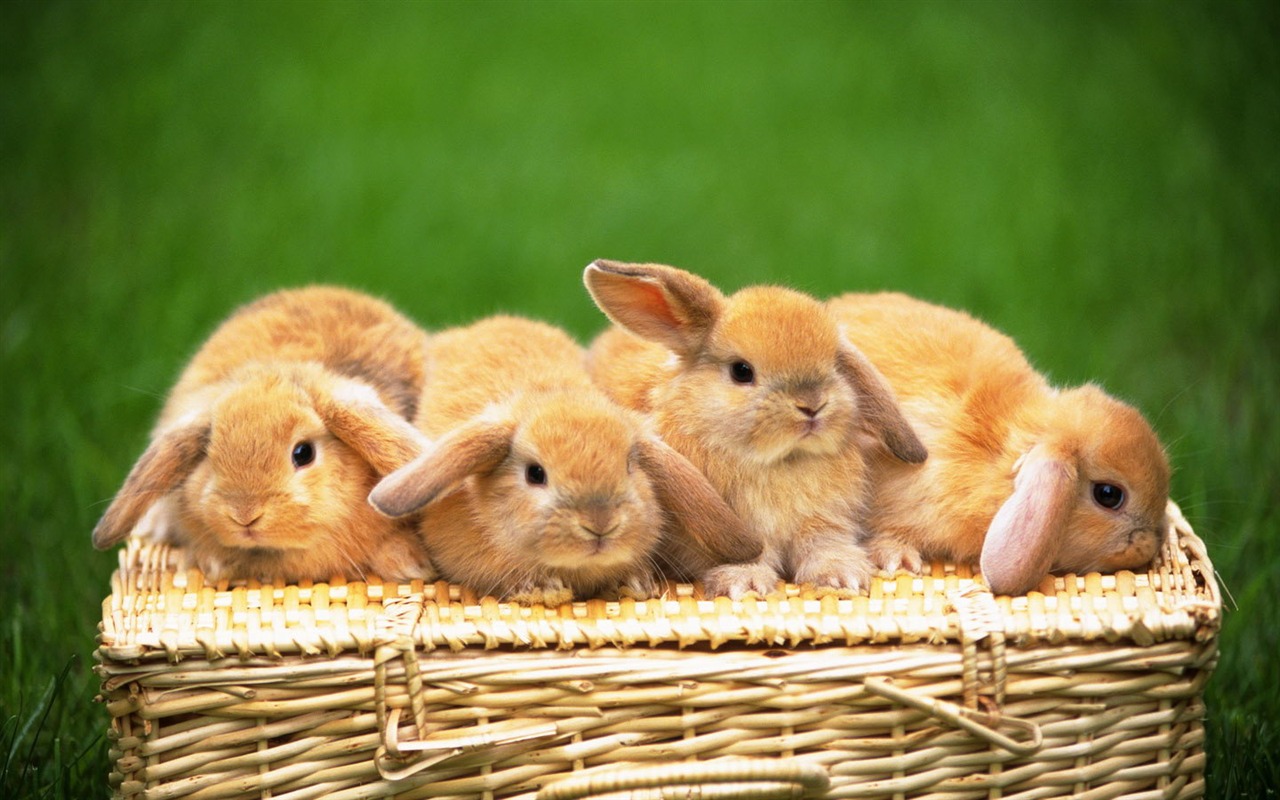 Cute little bunny wallpaper #32 - 1280x800