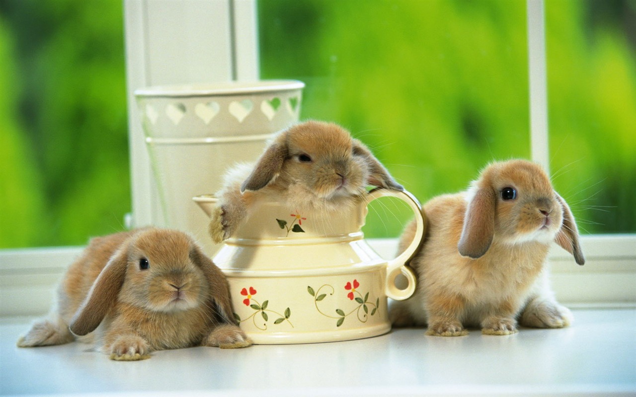 Cute little bunny wallpaper #33 - 1280x800