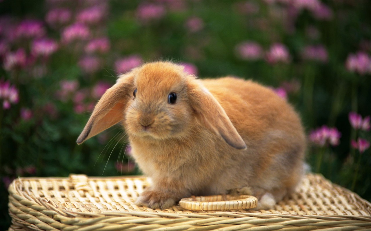 可爱的小兔子壁纸专辑34 - 1280x800