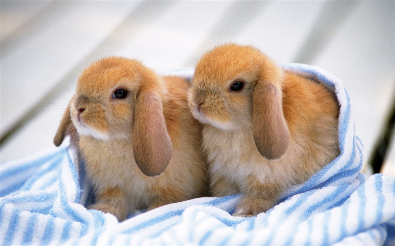 Cute little bunny Tapete #35 - 1280x800