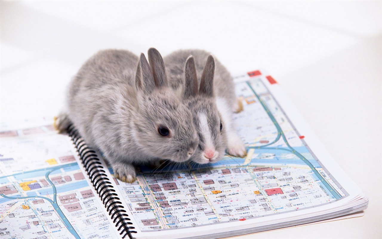 可愛的小兔子壁紙專輯 #36 - 1280x800