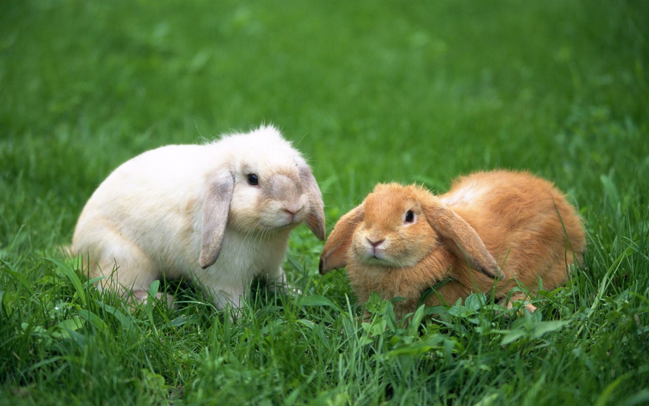 Cute little bunny wallpaper #37 - 1280x800