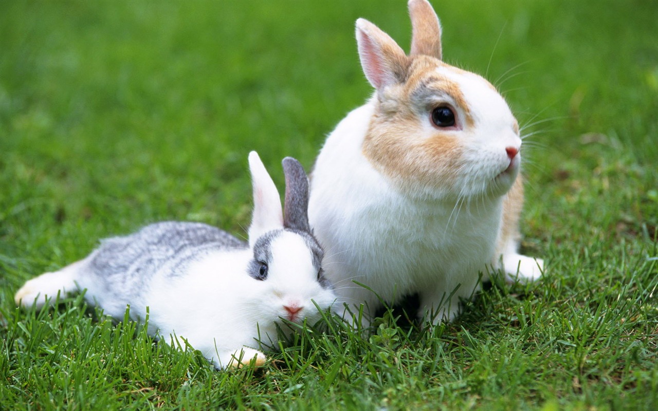 Cute little bunny wallpaper #38 - 1280x800