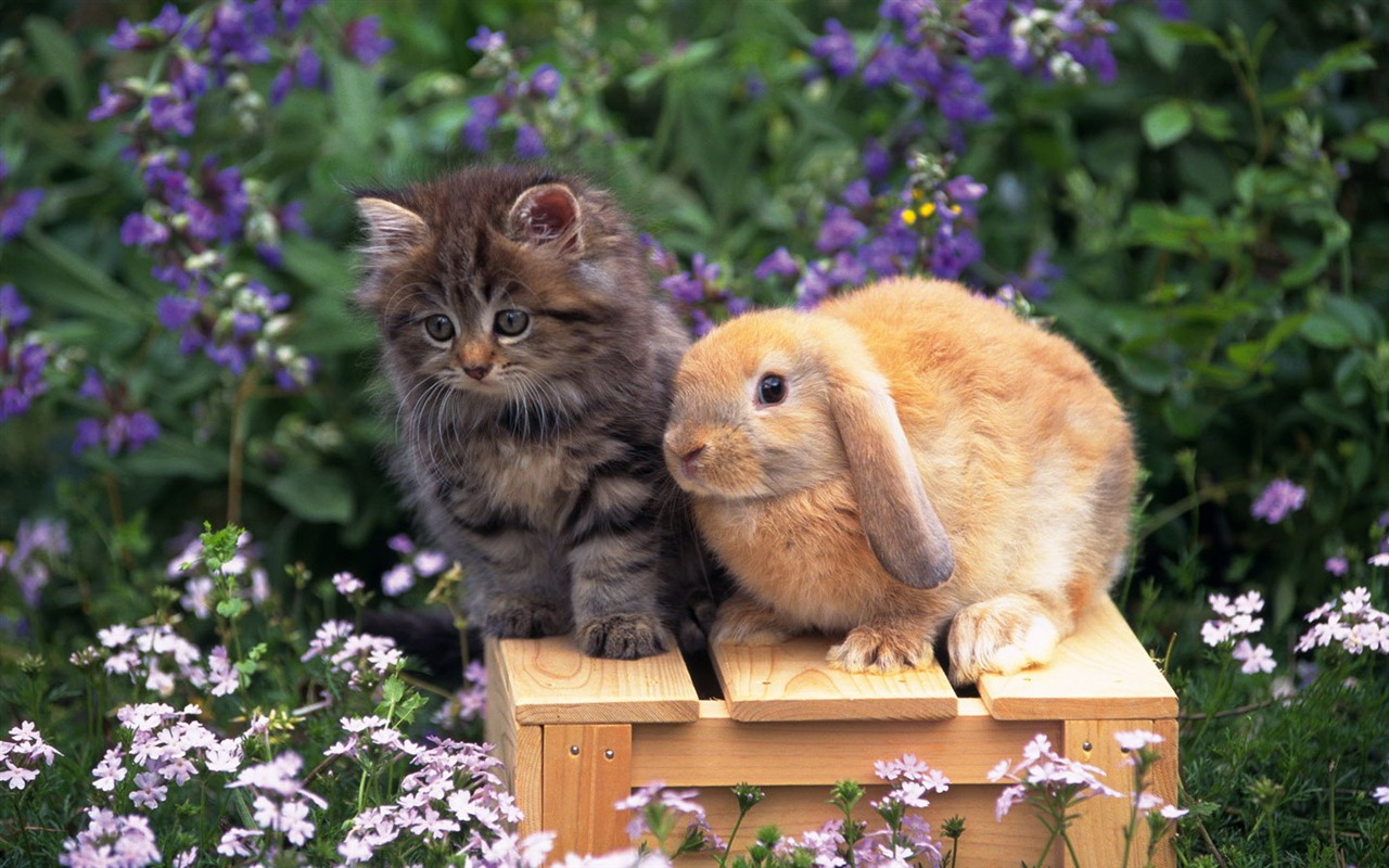 Cute little bunny Tapete #39 - 1280x800