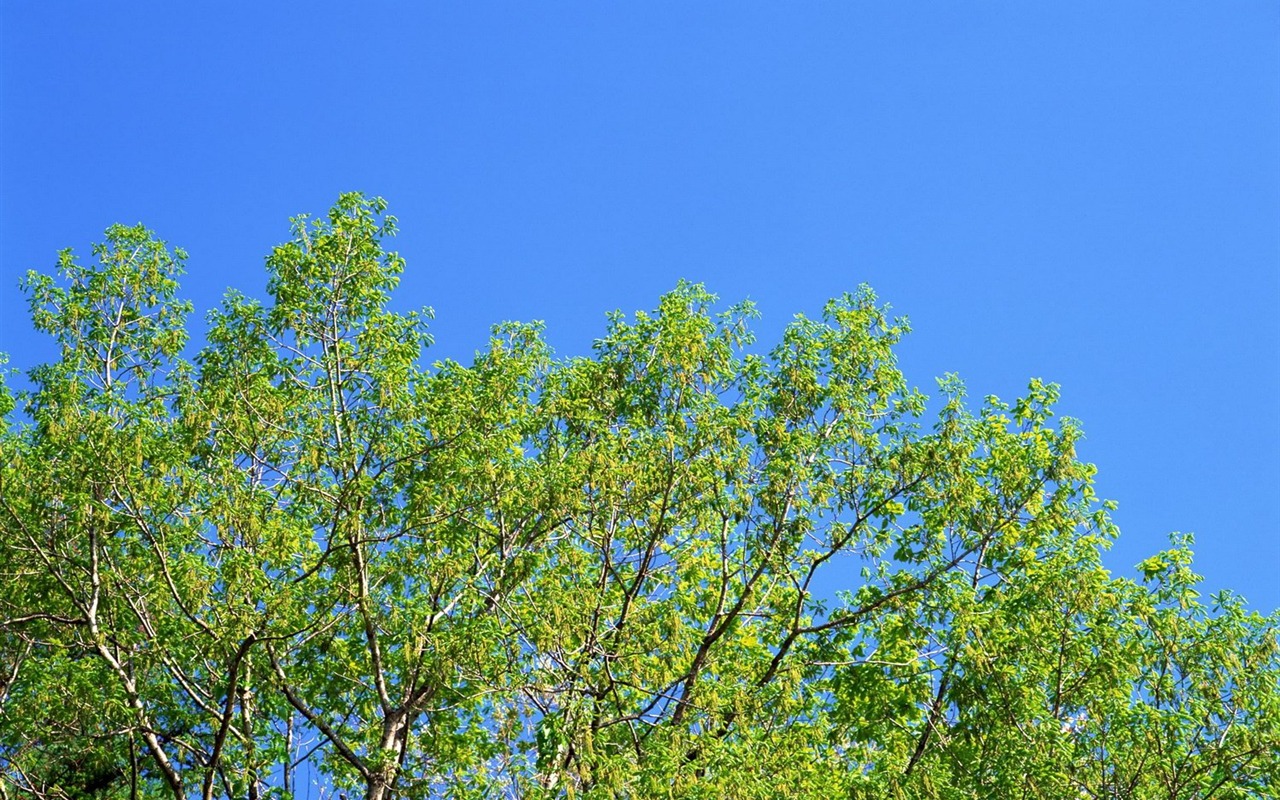 jarní přírodou na plochu #2 - 1280x800