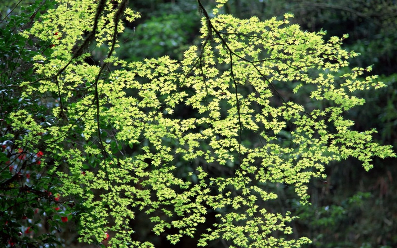 春色 自然風景壁紙 #4 - 1280x800