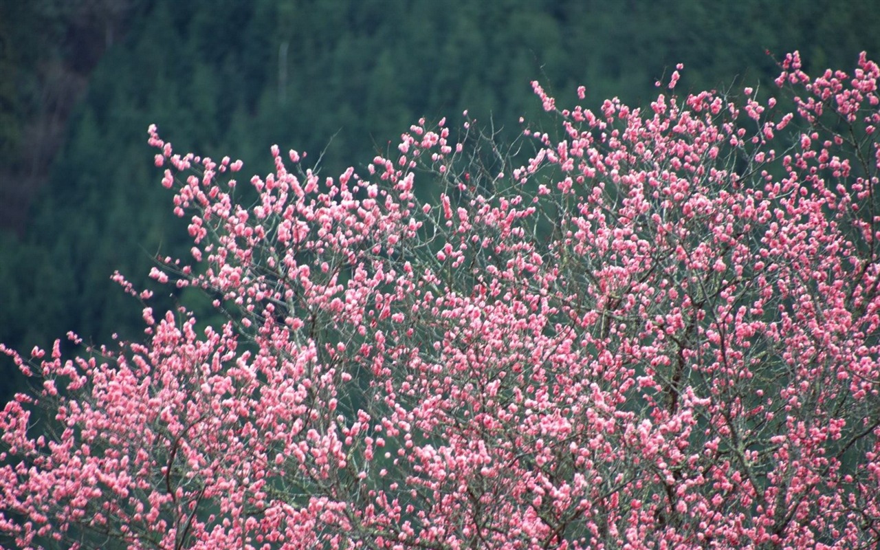 jarní přírodou na plochu #6 - 1280x800