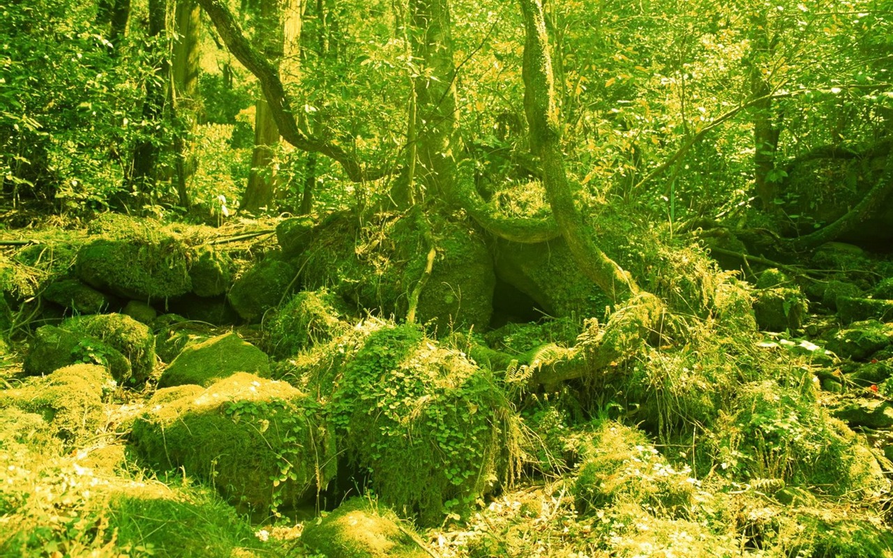 jarní přírodou na plochu #8 - 1280x800