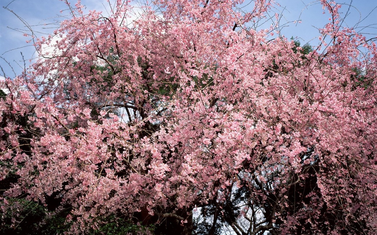 Spring Nature wallpapers #17 - 1280x800