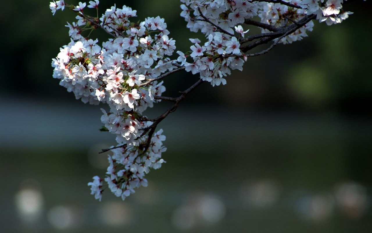 春色 自然風景壁紙 #19 - 1280x800