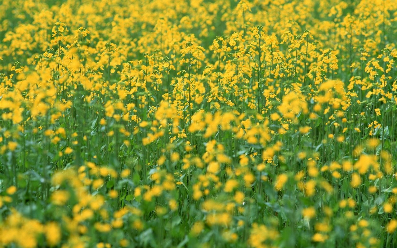 jarní přírodou na plochu #21 - 1280x800