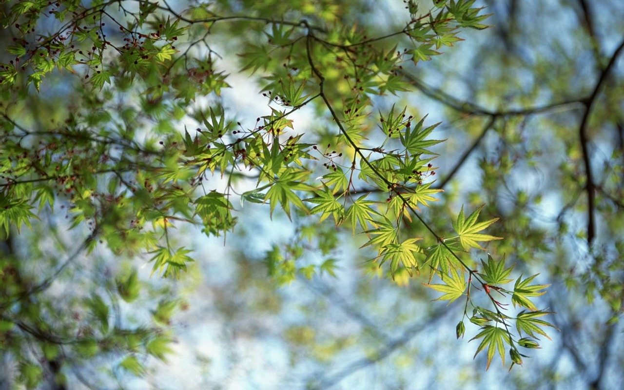 春色 自然風景壁紙 #25 - 1280x800