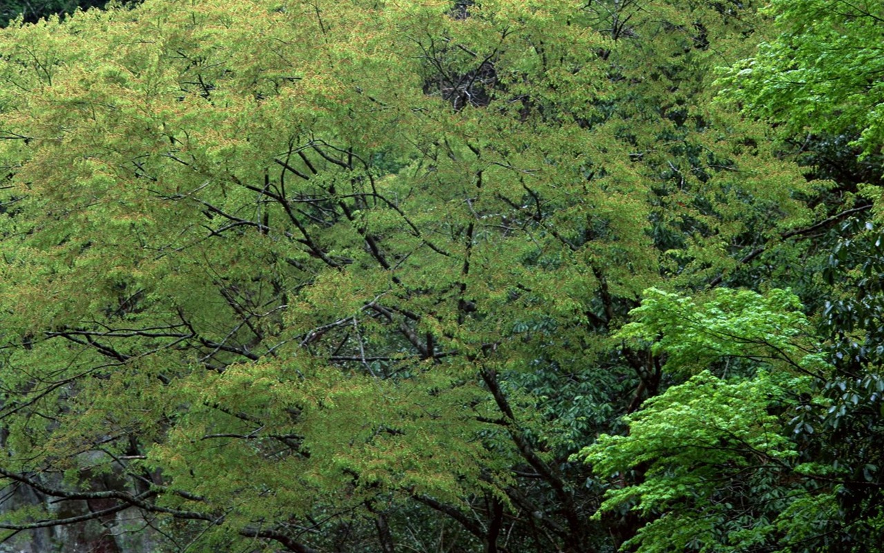 jarní přírodou na plochu #27 - 1280x800