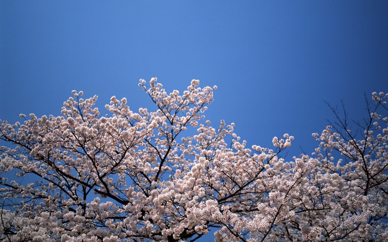 春色 自然風景壁紙 #28 - 1280x800