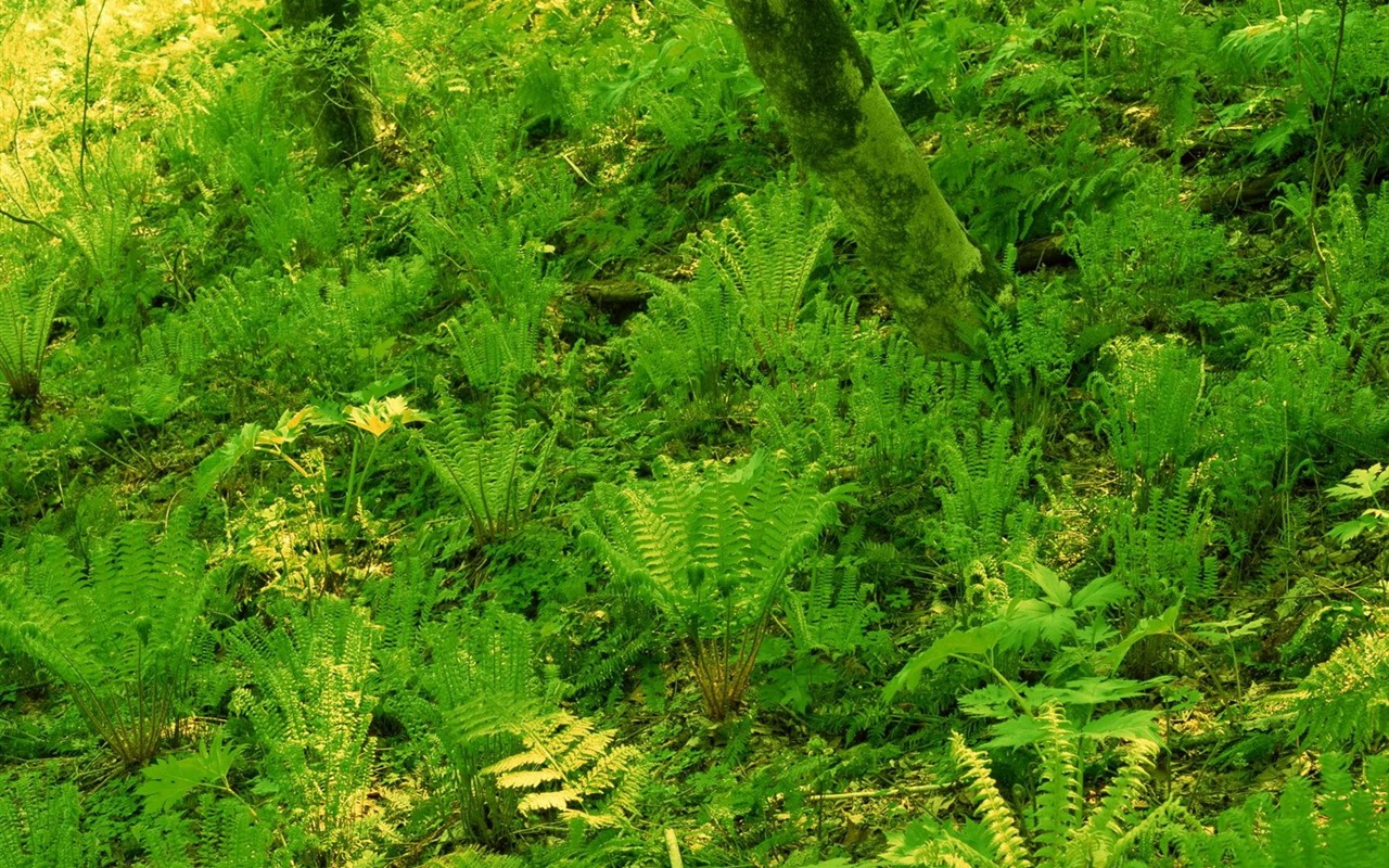 jarní přírodou na plochu #29 - 1280x800