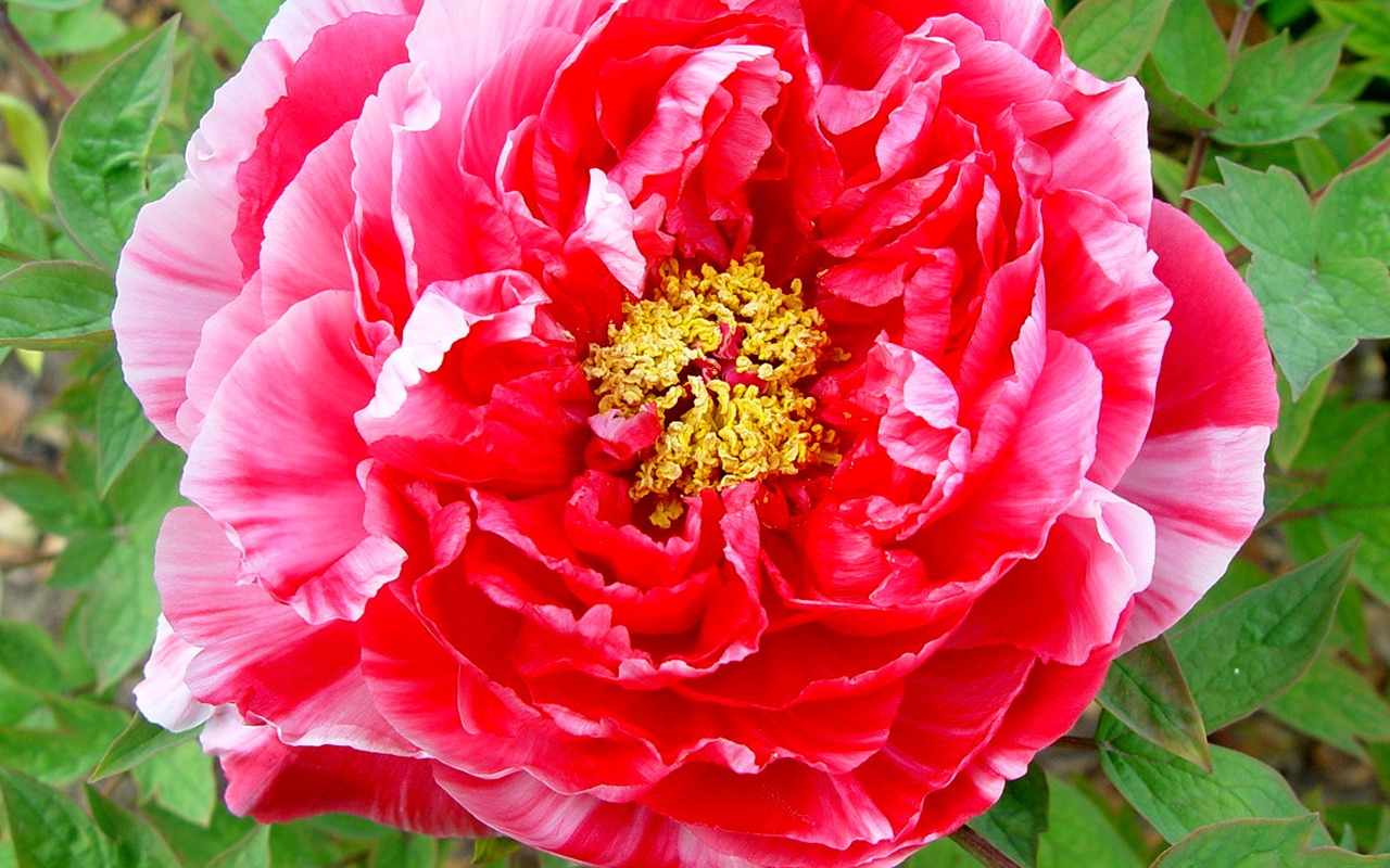 花中皇后牡丹壁紙專輯 #3 - 1280x800