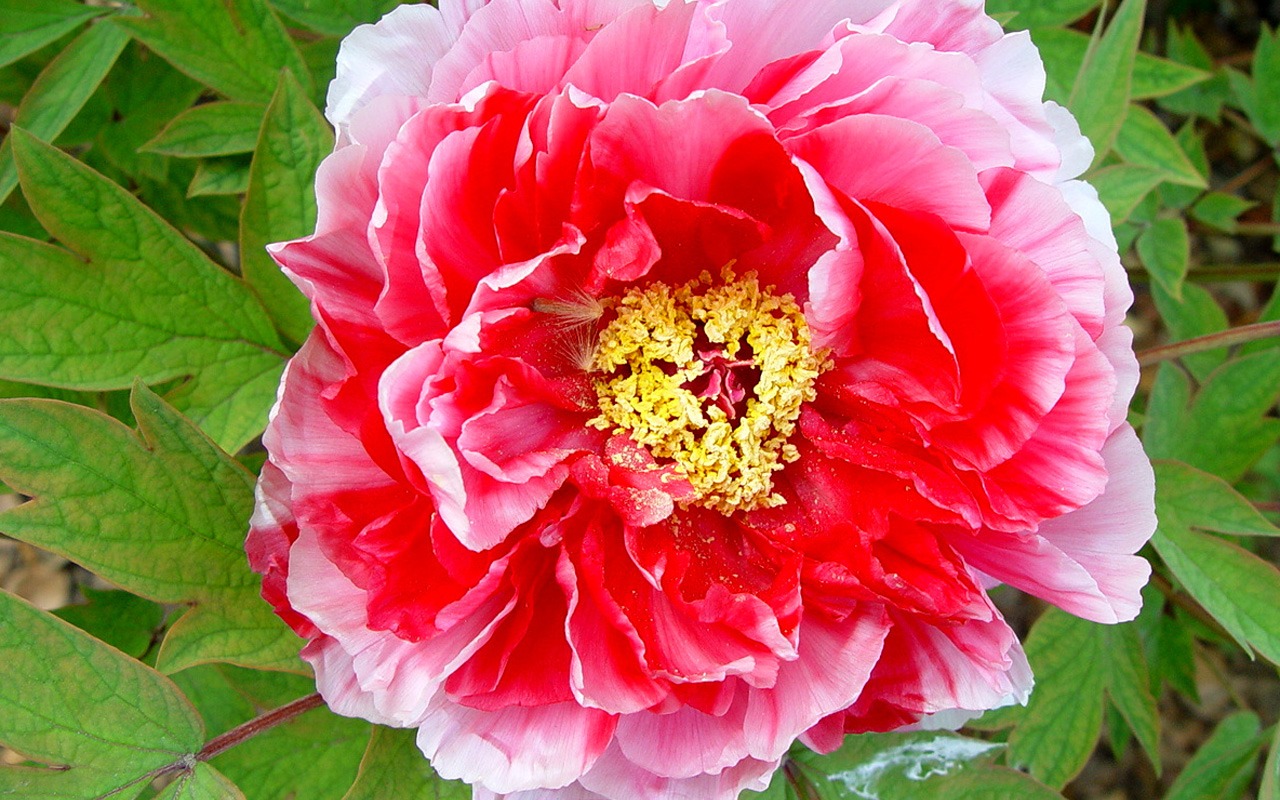 královna Pivoňka květ tapety #4 - 1280x800
