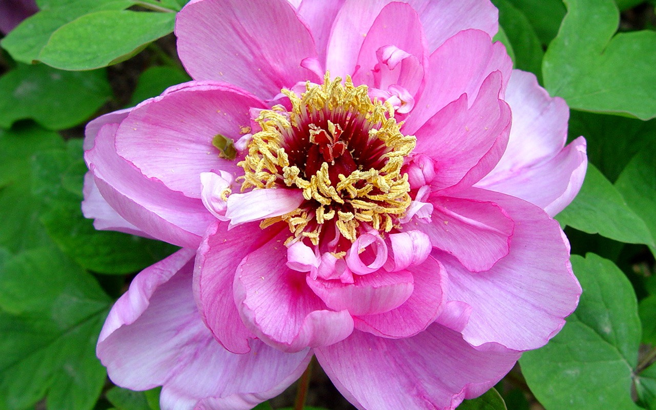 花中皇后牡丹壁紙專輯 #8 - 1280x800