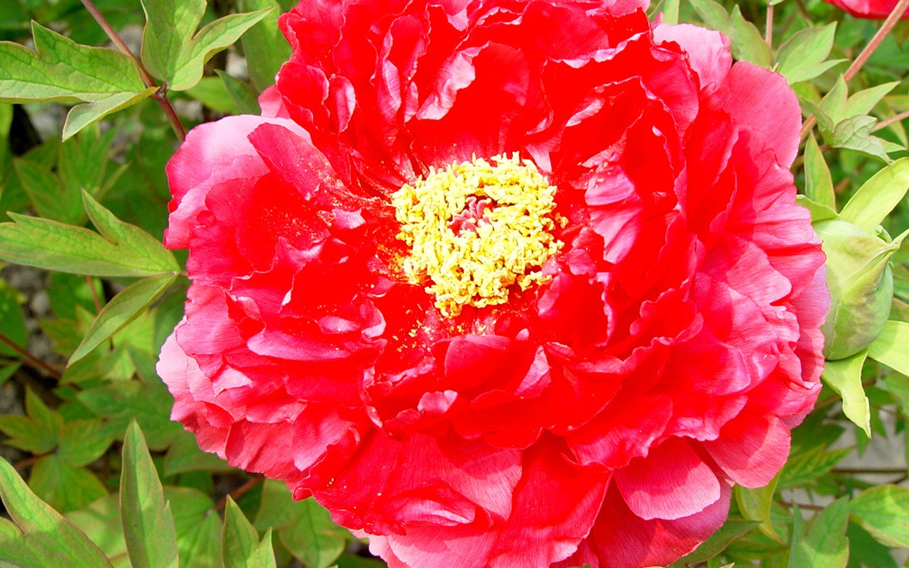 花中皇后牡丹壁紙專輯 #9 - 1280x800