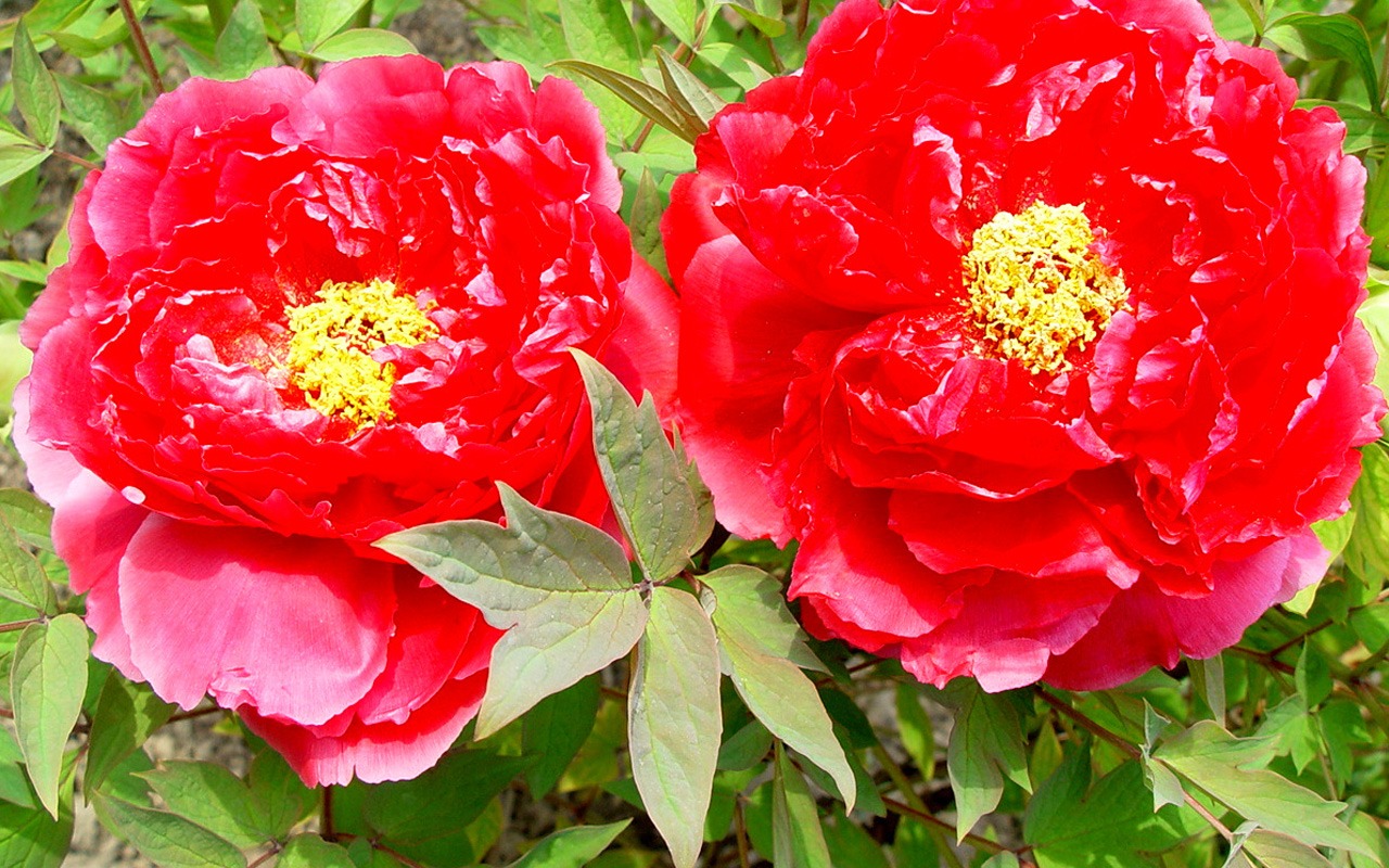 花中皇后牡丹壁紙專輯 #10 - 1280x800
