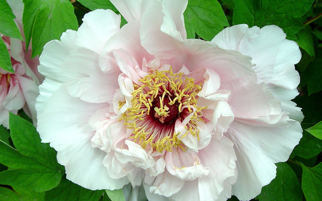 Queen Peony Flower Wallpapers #21 - 1280x800